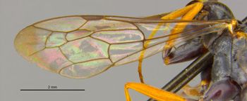 Media type: image;   Entomology 16534 Aspect: Wing front